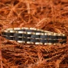 Holzkern Bandlets|Bandlets^Kanon